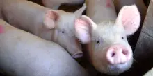 La nuova frontiera dello xenotrapianto, il rene di maiale geneticamente modificato diventa un &ldquo;ponte&rdquo; in attesa di quello umano
