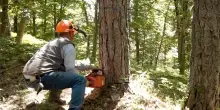 In Montenegro centinaia di ettari di foreste ed ecosistemi intatti senza protezione. EuroNatur: &ldquo;Fermare il disastro&rdquo;
