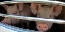 Giornata mondiale degli animali negli allevamenti. L&rsquo;inferno quotidiano per centinaia di milioni (solo in Italia)