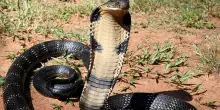 Un antidoto universale contro i morsi di cobra, mamba e rinkhals sviluppato con nanocorpi