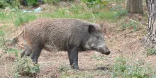 &ldquo;Non siamo pi&ugrave; liberi di passeggiare nemmeno sotto casa, cos&igrave; &egrave; davvero troppo&rdquo;: cinghiale entra in un condominio di Roma e scatena il caos