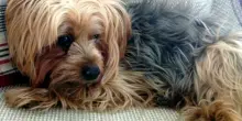Vuoi prenderti cura di un cane e vivere in una tenuta del Surrey per 70 mila euro all&rsquo;anno? L&rsquo;offerta di lavoro che sta facendo il giro dei social