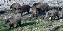 Trentino, non solo orsi e lupi: ecco &ldquo;l&rsquo;ordinanza Robin Hood&rdquo;, che permette di ammazzare i cinghiali con gli archi