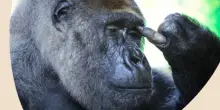 “Questi gorilla non dovrebbero essere qui abbandonati tra la sporcizia, è frustrante per loro”: otto primati disperati in un’ex zoo. Il video diventa virale