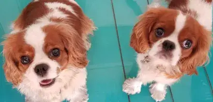 &ldquo;Quale razza toy, il mio cane &egrave; diventato una pecora&rdquo;: nelle intercettazioni le truffe della gang dei &ldquo;barboncini pezzottati&rdquo; di Napoli