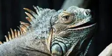 La strana &ldquo;pioggia&rdquo; di iguana in Florida: per il freddo perdono il controllo del loro corpo e cadono dagli alberi. Le autorit&agrave;: &ldquo;Non muoiono, sono ibernate&rdquo;