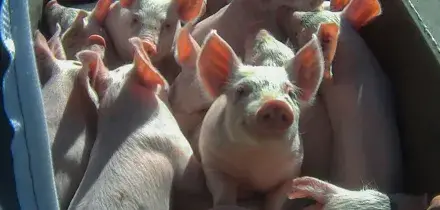 Il rispetto di ogni vita passa anche dalla tavola: a Natale facciamo scelte consapevoli