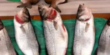 A Sorrento il pesce va a ruba. In un anno e mezzo 220 furti, bottino da 700mila euro: due arresti