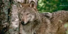 Specie selvatiche in declino: -73% in 50 anni. In Italia segnali positivi per cervo sardo e lupo. Wwf: &ldquo;Ma il 30% dei vertebrati &egrave; a rischio estinzione&rdquo;