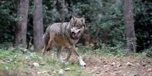 Strage di lupi nel Parco d&rsquo;Abruzzo, fitofarmaci nelle esche avvelenate: la Procura punta su agricoltori e aziende escluse dai fondi Ue