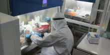 &ldquo;Hanno mangiato germogli di erba medica e si sono sentiti male&rdquo;: oltre 40 contagi da Salmonella ed Escherichia coli, cosa c&rsquo;&egrave; dietro il focolaio negli usa