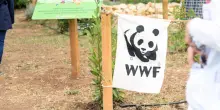 Il Wwf eredita la villa e il patrimonio dei due coniugi trovati mummificati nella loro casa in Valpolicella
