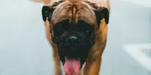Un cane spara a una donna ferma al semaforo: la scoperta choc della polizia del Nebraska. Ecco cos&rsquo;&egrave; accaduto