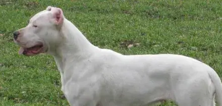 Sbranata da un branco di cani, 59enne trovata morta in un bosco in Valtellina