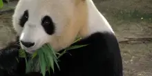 Ping Ping e Fu Shuang sono arrivati negli Usa con il &ldquo;Panda Express&rdquo;, la loro nuova casa sar&agrave; lo zoo di Atlanta: la &ldquo;diplomazia dei panda&rdquo; dopo l&rsquo;incontro tra Trump e Xi