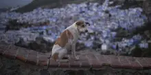 Aumentano i casi di maltrattamento di animali: occorre potenziare le leggi in loro tutela