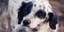 Sette cani morti sull&rsquo;A22 per soffocamento: erano in viaggio per una battuta di caccia in Lapponia
