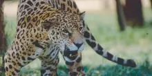 &ldquo;L&rsquo;animale ha seguito il suo istinto, non ne ha colpa. Qualcosa &egrave; andato storto, ma non sappiamo ancora cosa&rdquo;: leopardo attacca la guardiana dello zoo, 25enne in coma con pochissime speranze di ripresa
