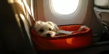 “Viaggiare in aereo con cani e gatti? Attenzione, rischiano diarrea, cistite esplosiva e crisi respiatorie. Portate un giochino anti-nausea”: i consigli della veterinaria