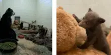Si travestono da orsi per prendersi cura del cucciolo trovato senza mamma nella foresta: “Non ci deve mai vedere come esseri umani, per non affezionarsi”