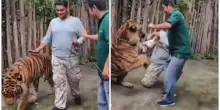 Vuole abbracciare la tigre per un selfie allo zoo, ma l’animale si infuria e lo attacca: turista salvo per miracolo – VIDEO