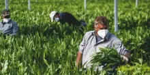 L&rsquo;agricoltura paga in proporzione molte meno tasse degli altri settori: le ragioni di questa ingiustizia fiscale