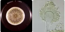 Da fungo “maledetto” delle tombe a potenziale farmaco anti-cancro. La scoperta sull’Aspergillus flavus