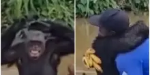 Scimpanzé riconosce e abbraccia l’uomo che lo aveva salvato anni prima: il video fa il giro del web