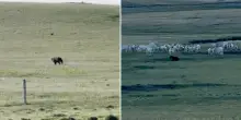 “Orso grizzly attacca un pascolo, ma le mucche fanno squadra e lo fanno allontanare” – IL VIDEO
