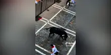 Toro si stacca dal gruppo durante la corsa di San Firmino e carica i corridori: panico a Pamplona – Video