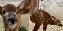 “È una straordinaria vittoria per la conservazione”: cucciola di Bongo nata allo zoo di Denver. La specie è in pericolo critico