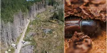 Tra i boschi delle Alpi devastati dal bostrico, l’insetto letale: “Battaglia già persa”. L’esperto: “Con la crisi climatica epidemie di altri insetti”
