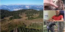 Boschi malati, paesaggi stravolti: Alpi devastate dal bostrico, l’insetto che distrugge gli abeti rossi. “E’ una guerra, la politica vada oltre l’emergenza” | Videoreportage