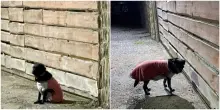 “Abbandonato dopo l’arrivo di un nuovo cucciolo, il cagnolino Onix continua a vivere davanti il cancello di casa”: commozione sui social – IL VIDEO