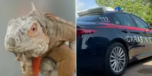 “Iguana detenuto illegalmente nel salotto”: 40mila euro di multa per il proprietario e confisca dell’animale