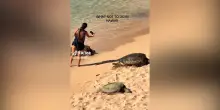 Supera una barriera per fare le foto alle tartarughe marine: bufera social per il gesto di una turista alle Hawaii – Video
