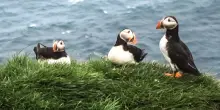 L’Islanda che non ti aspetti: l’arcipelago segreto tra puffin e vulcani. La nostra guida