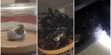 “Da questo frammento di meteorite è nata una creatura aliena, pulsa e si muove”: il video-racconto di Kin su TikTok è virale