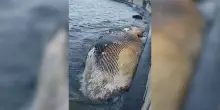 Carcassa di balena di 14 metri spiaggiata alla Terrazza Mascagni di Livorno – Video