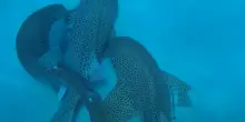 Primo “threesome” tra squali leopardo documentato, due maschi e una femmina ripresi al largo della Nuova Caledonia: “Sorprendente e affascinante”