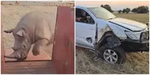 In Sudafrica un rinoceronte bianco maschio torna in libertà ma incorna e danneggia un pick up – IL VIDEO