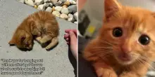 “L’hanno lanciato in mezzo alla strada, poi è diventato il mio cucciolo”: ragazza salva un gattino da un tombino e lo accudisce