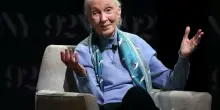 Addio a Jane Goodall, l’etologa che ha vissuto tra gli scimpanzé per studiare il loro comportamento