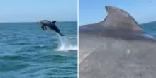 Delfino sbuca all’improvviso dall’acqua e sfiora la ringhiera di una barca: l’incredibile salto tra le urla dei turisti