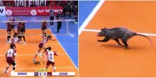 Volley, opossum in campo in Brasile: panico tra le giocatrici – Video