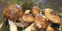 Otto funghi Matsutake sono stati venduti a 5mila euro: i rari esemplari battuti ad un’asta record in Giappone