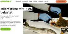 Germania, la denuncia di Greenpeace: “Pfas oltre soglia in pesci e molluschi pescati nel Baltico e nel Mare del Nord”