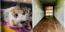 “È davvero sorprendente che sia sopravvissuta”: una gattina viaggia nascosta in un container per 15mila chilometri dalla Cina al Minnesota
