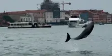 “Salviamo il delfino Mimmo, facciamolo tornare in mare!”: la star della Laguna di Venezia è a rischio, ma c’è chi organizza tour per farsi una foto