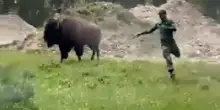 “Benvenuti tra gli idioti”: turista si avvicina per dare da mangiare ad un bisonte, l’animale si infuria e lo carica. Il testimone: “Credeva di essere allo zoo”
